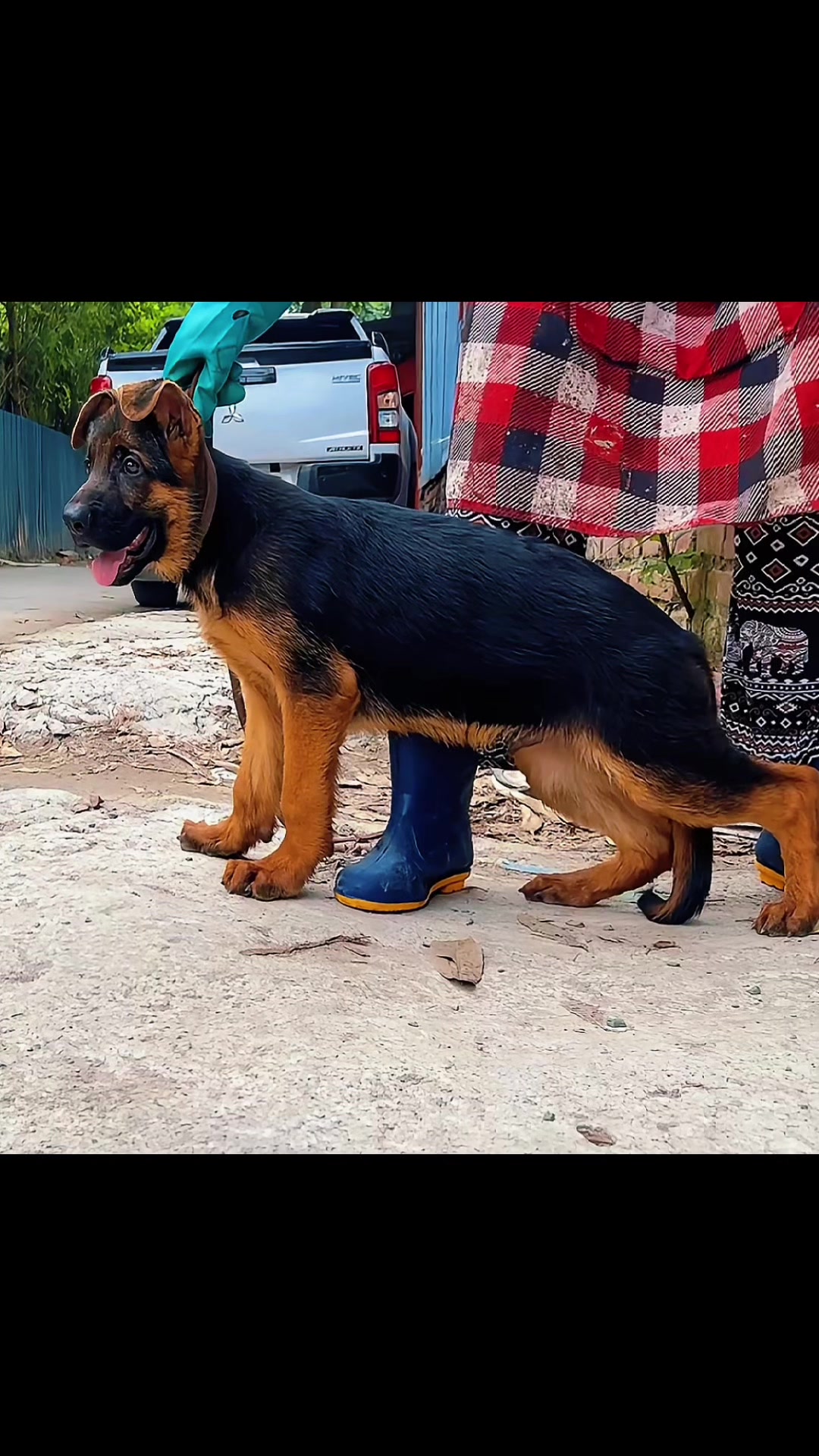@Trại chó Becgie hoàng Minh
