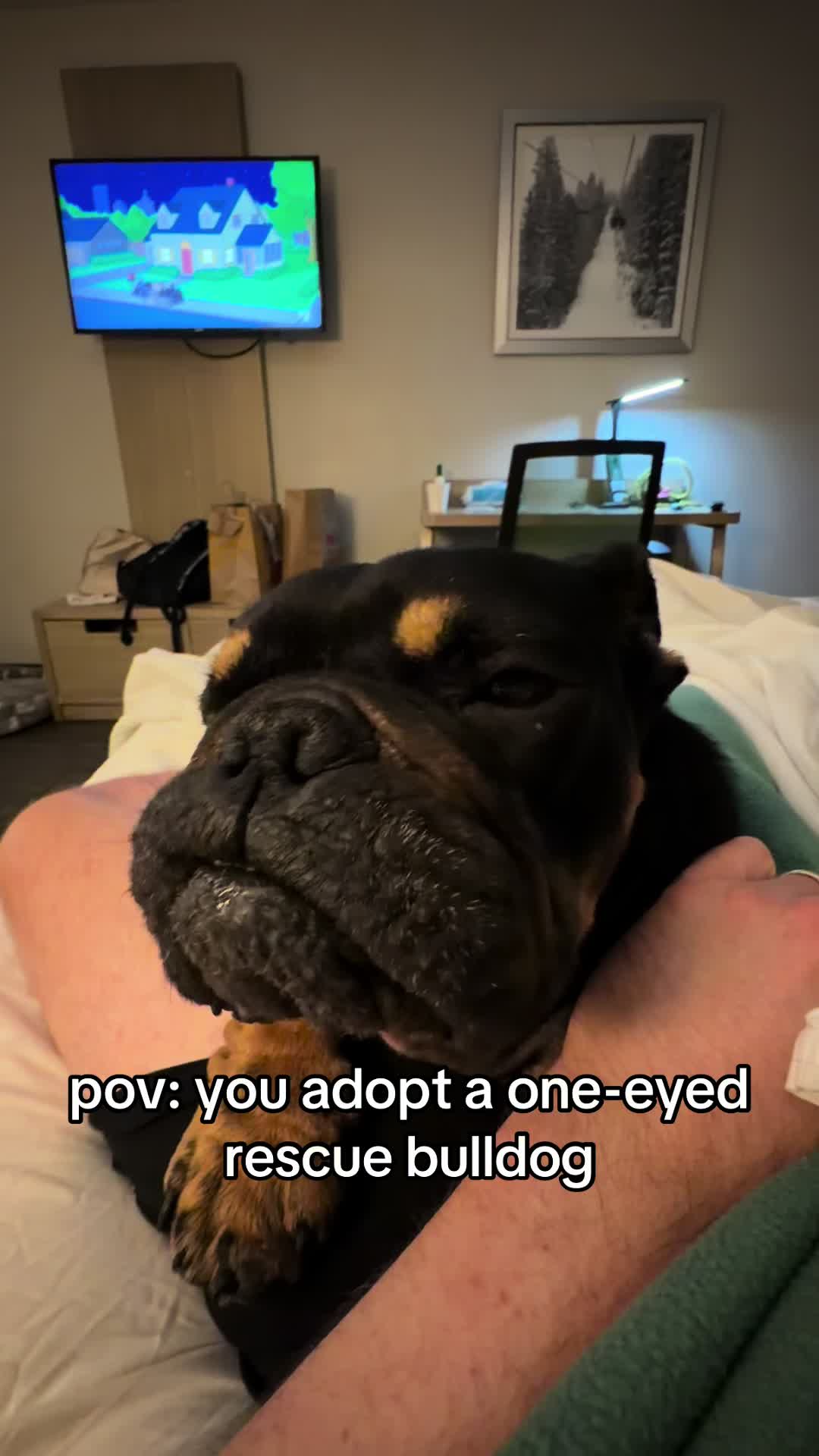 @Poptart The Bulldog