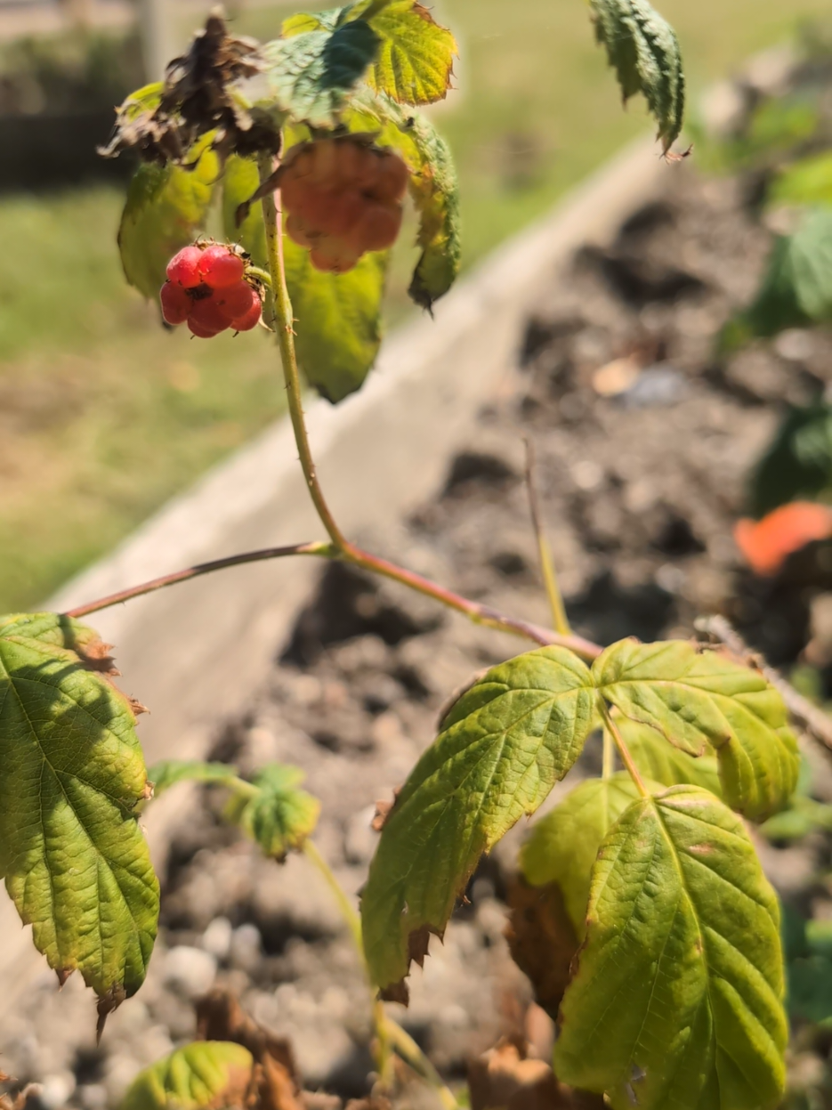 @Court Farm: Home & Garden