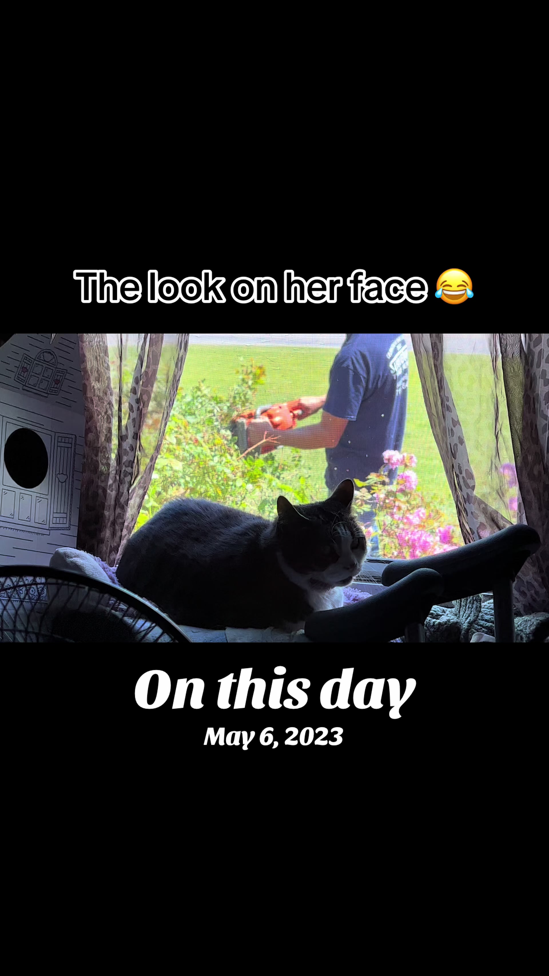 @catlover313official