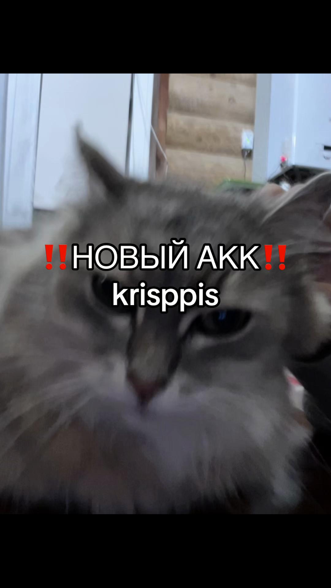 @криспи🦥