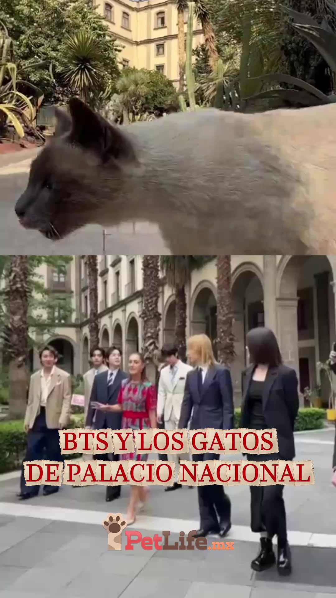 @Petlife