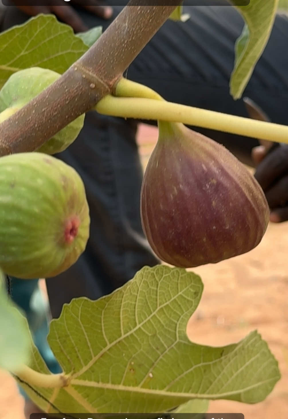 @Janda Farms 🇬🇲