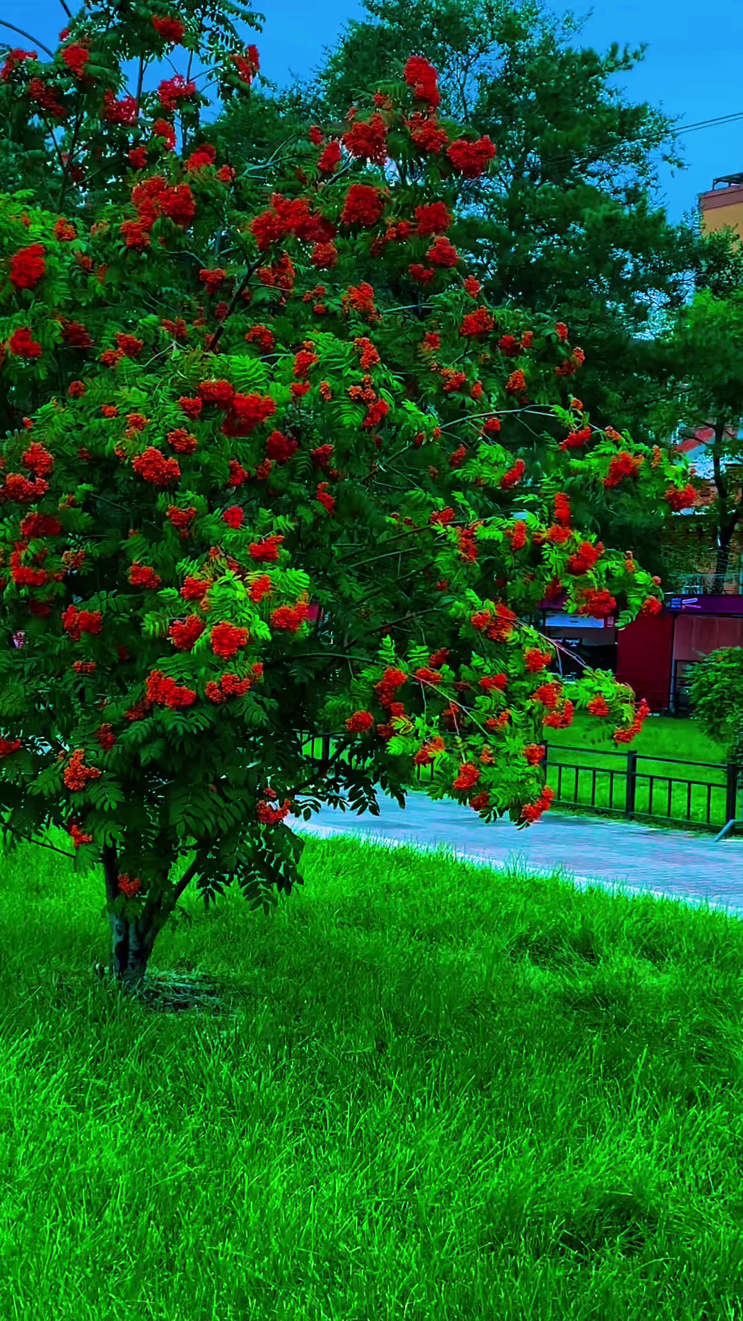 @olya______15