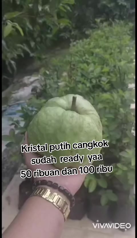 @Bibit khusus samarinda