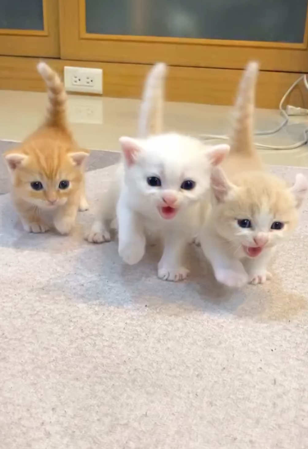 @kloutkittens