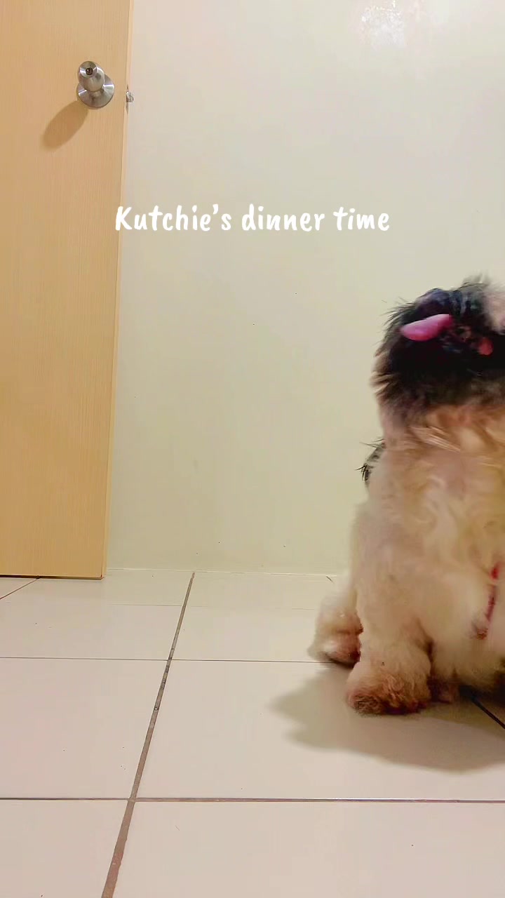 @The Fibibi Paws- Pet Sitting