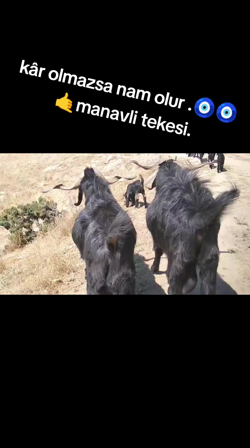 @Y&ouml;r&uuml;koğlu Yaşar 20