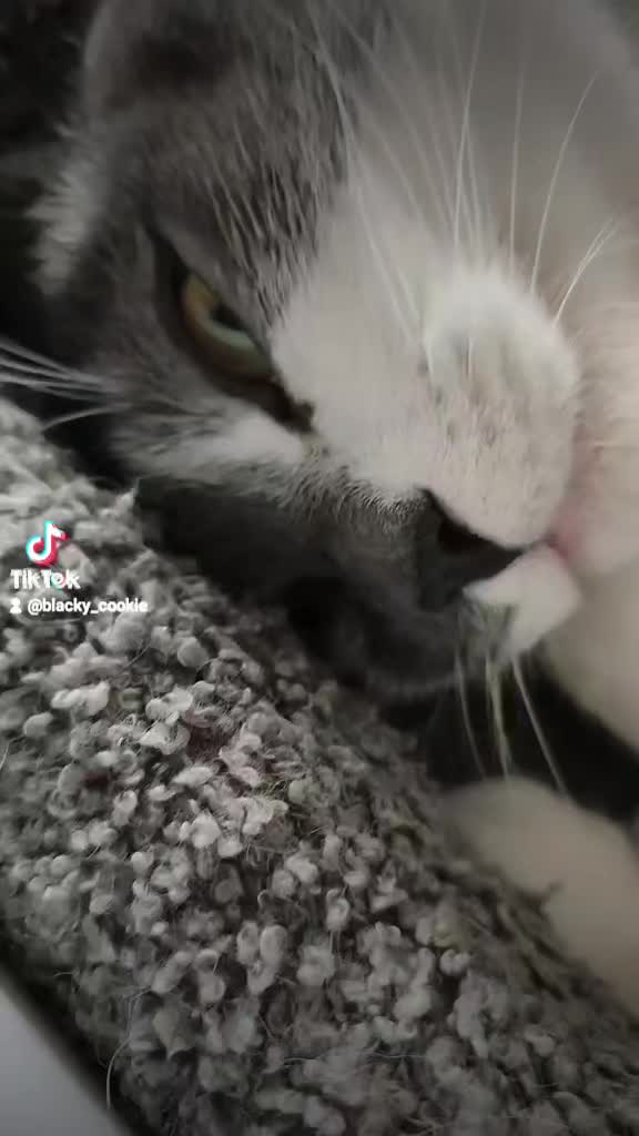 @𝐒𝔸𝓜тᑭᶠ&ouml;тᑕｈⒺή