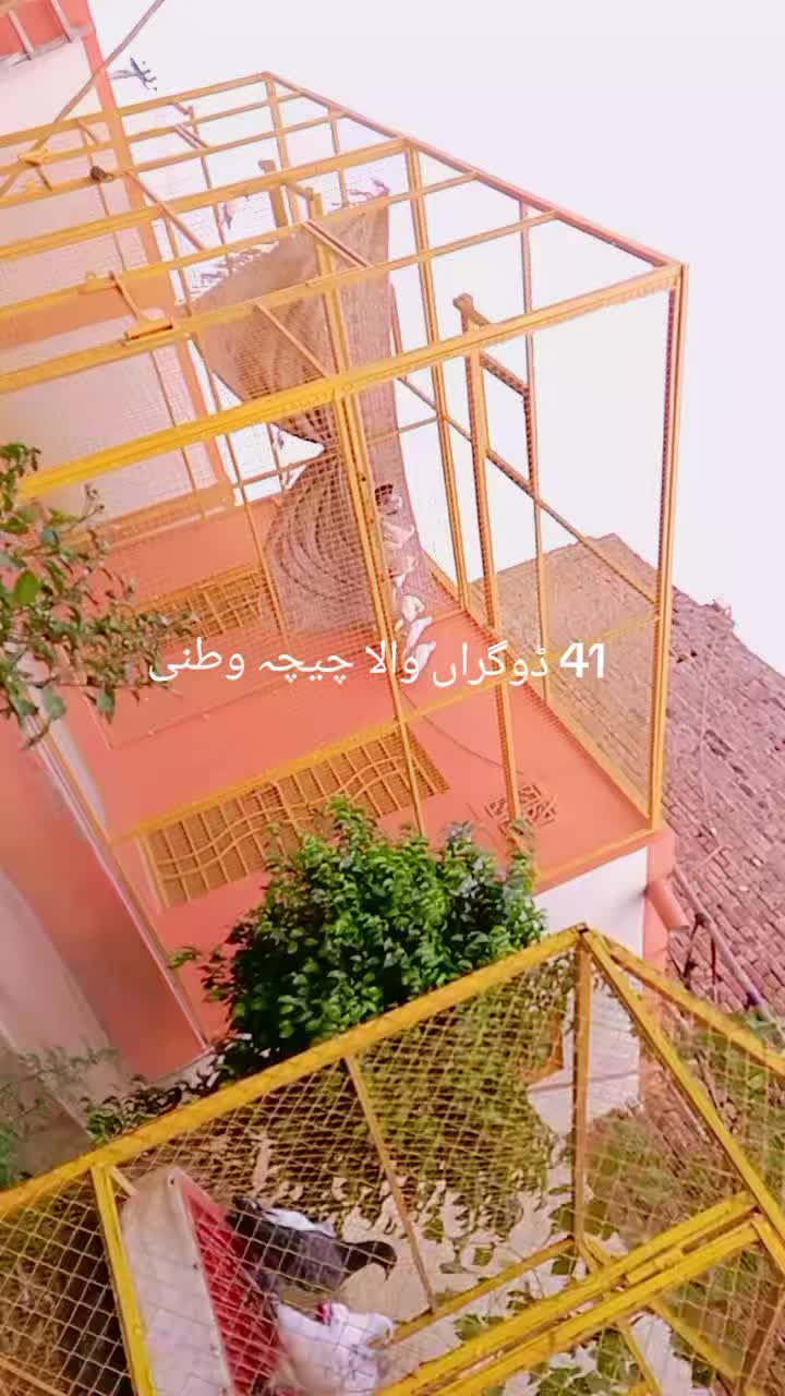 @mani Dogar 7/11