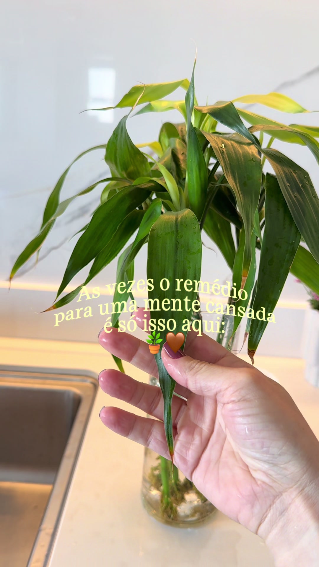 @nossoap245