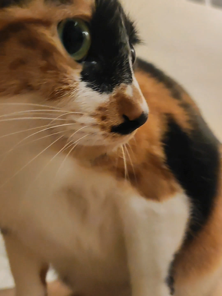 @三貓老爹