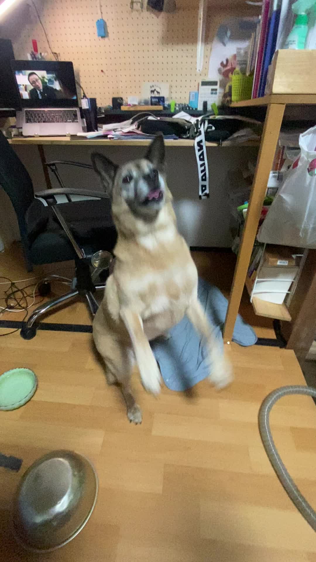 @島犬リリーのtikdog