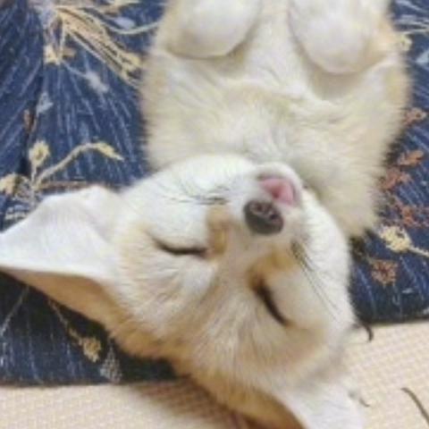 @#котыприколы