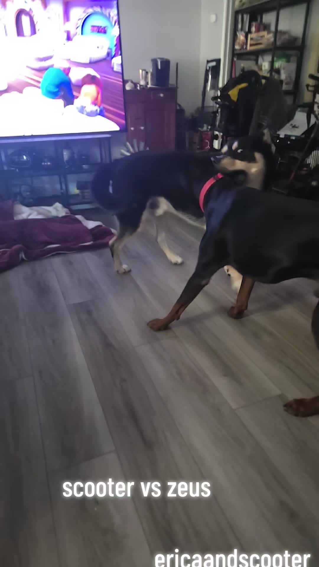 @ericaandscooter
