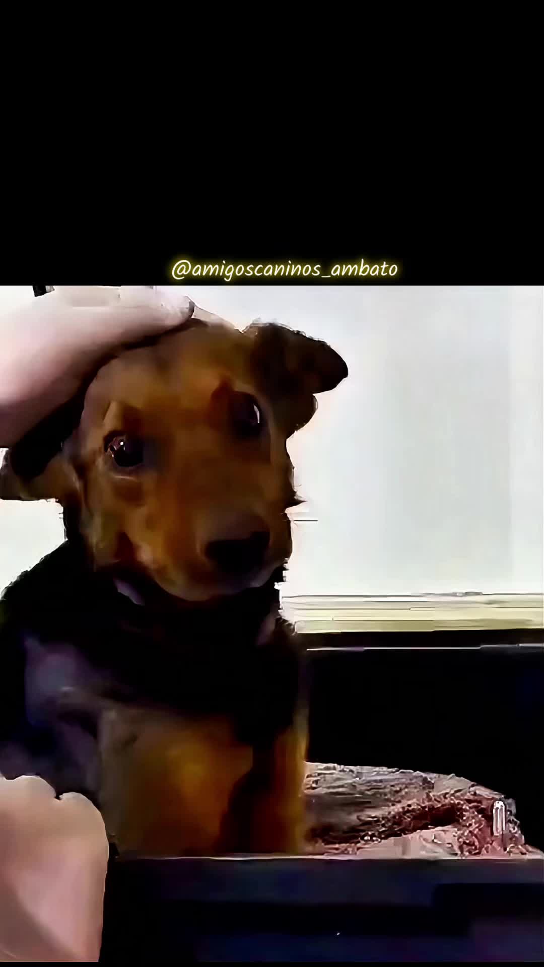 @Amigoscaninos_Ambato