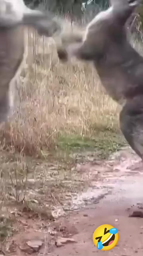 @Kömür Gözlüm