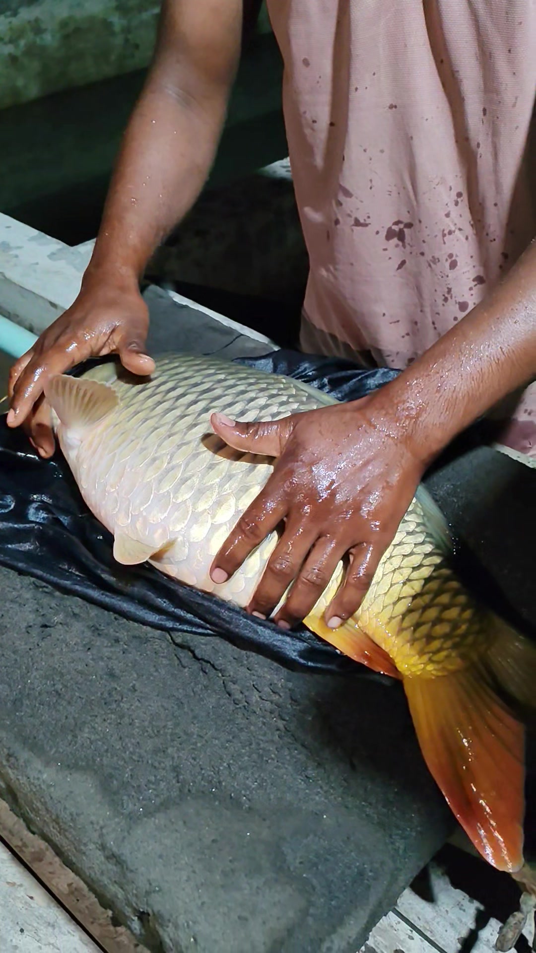 @Fish Lovers Bangladesh