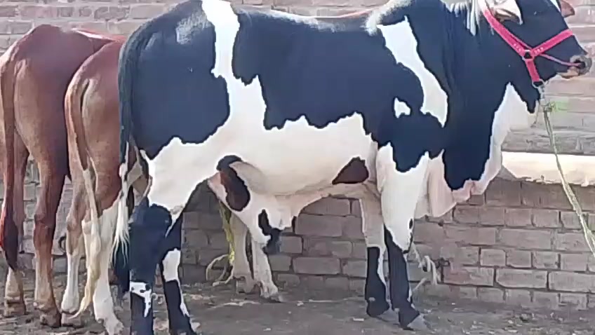 @HS Cattle Farm