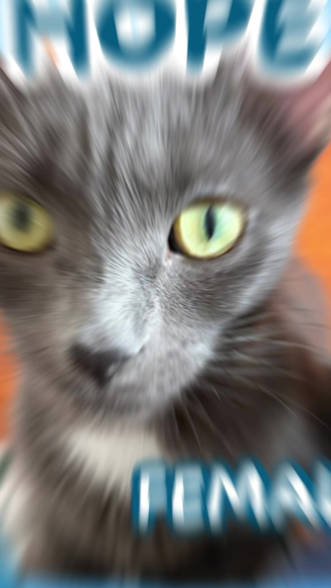 @North Toronto Cat Rescue