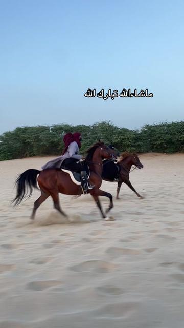 @Toly 🐎.