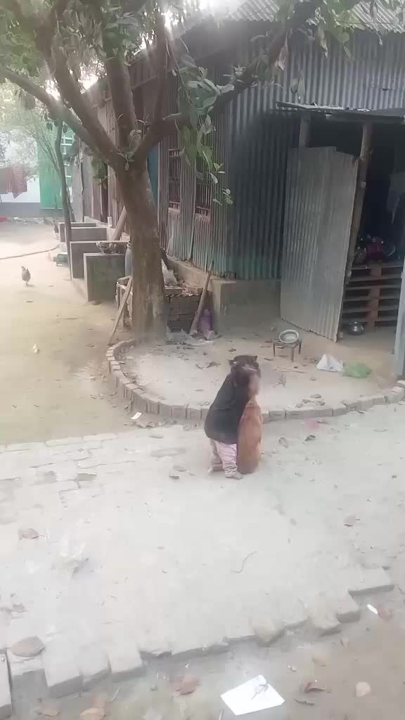 @wajihaislamjui369