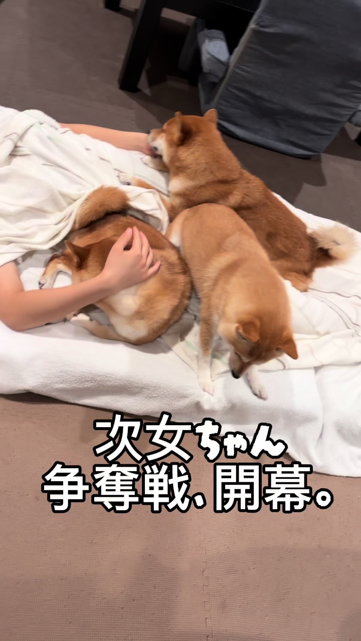 @こまめとしばーず🐾
