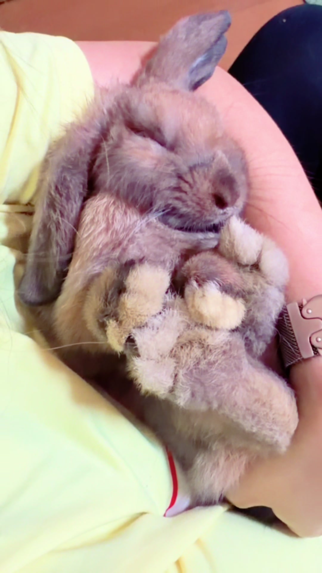 @🐩Momofpets🐾🐇🐢
