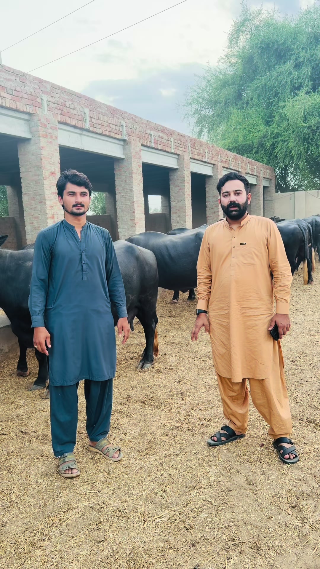 @Malik Dairy Farm 265HR
