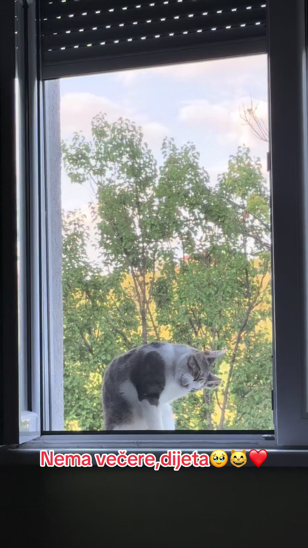@Sladja🐱
