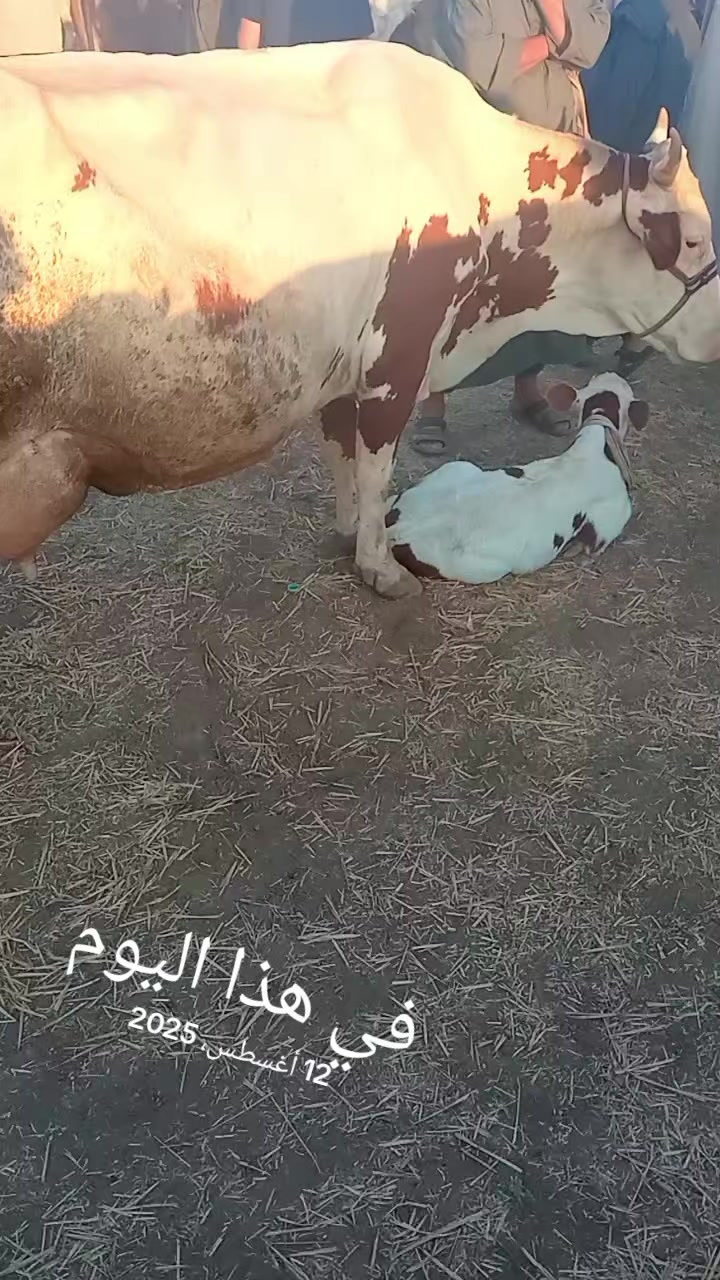 @عبد المجيد هرقوم
