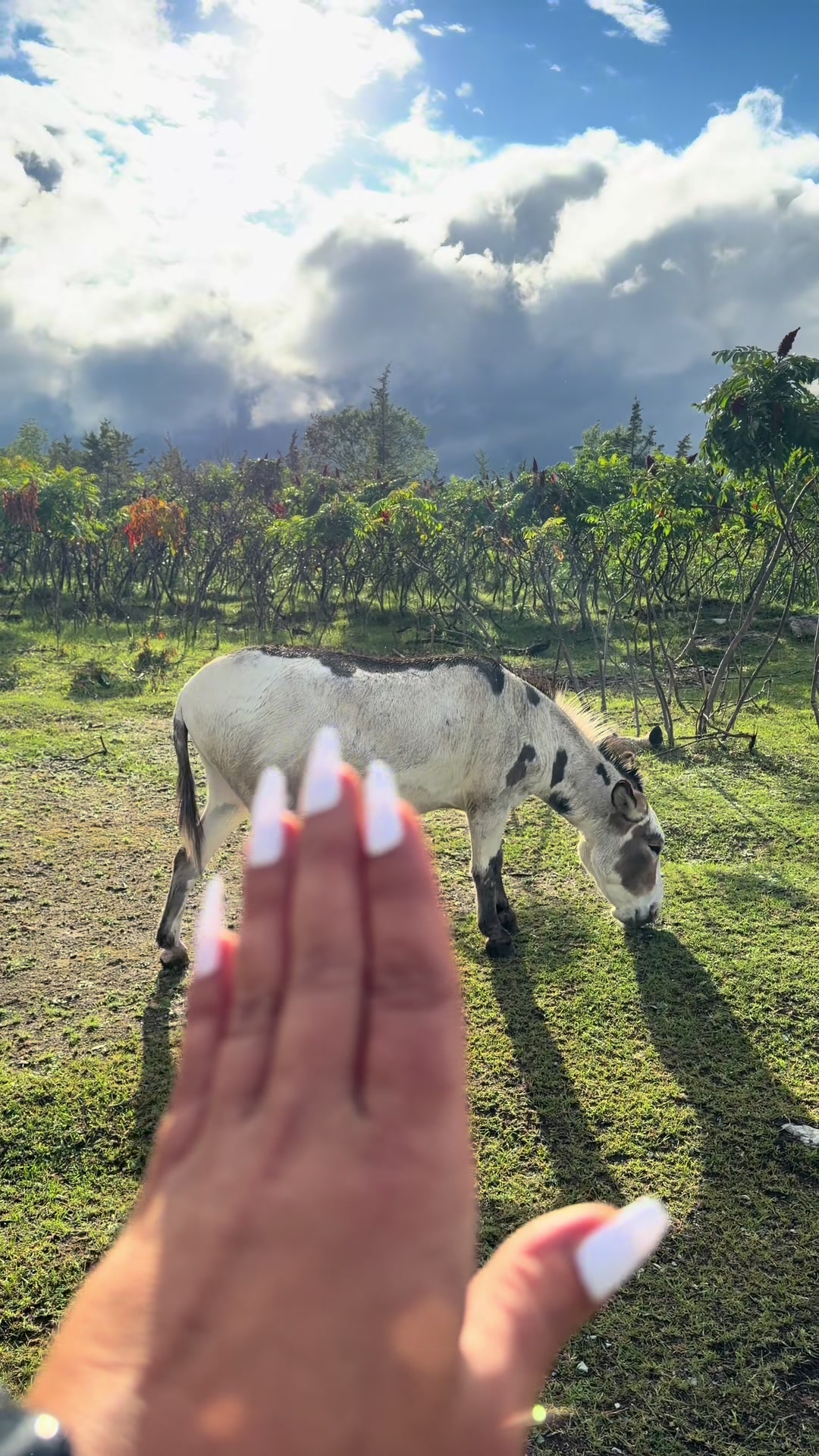 @Useless Farm
