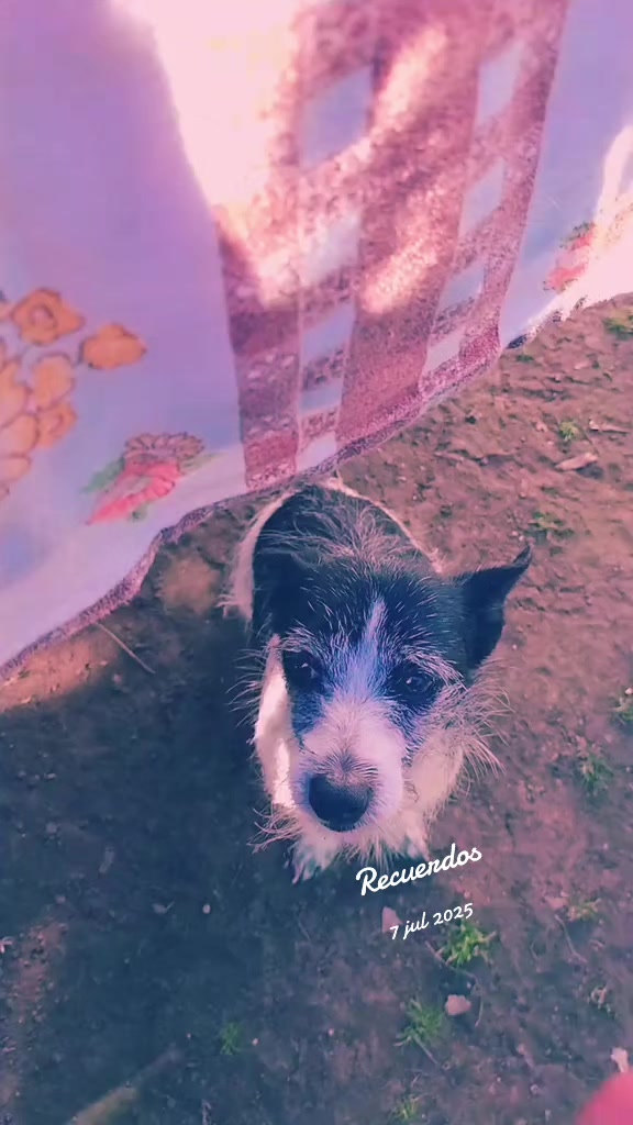 @li@PelusinyNeron🐾