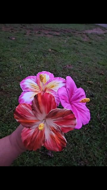 @Marie's Creation