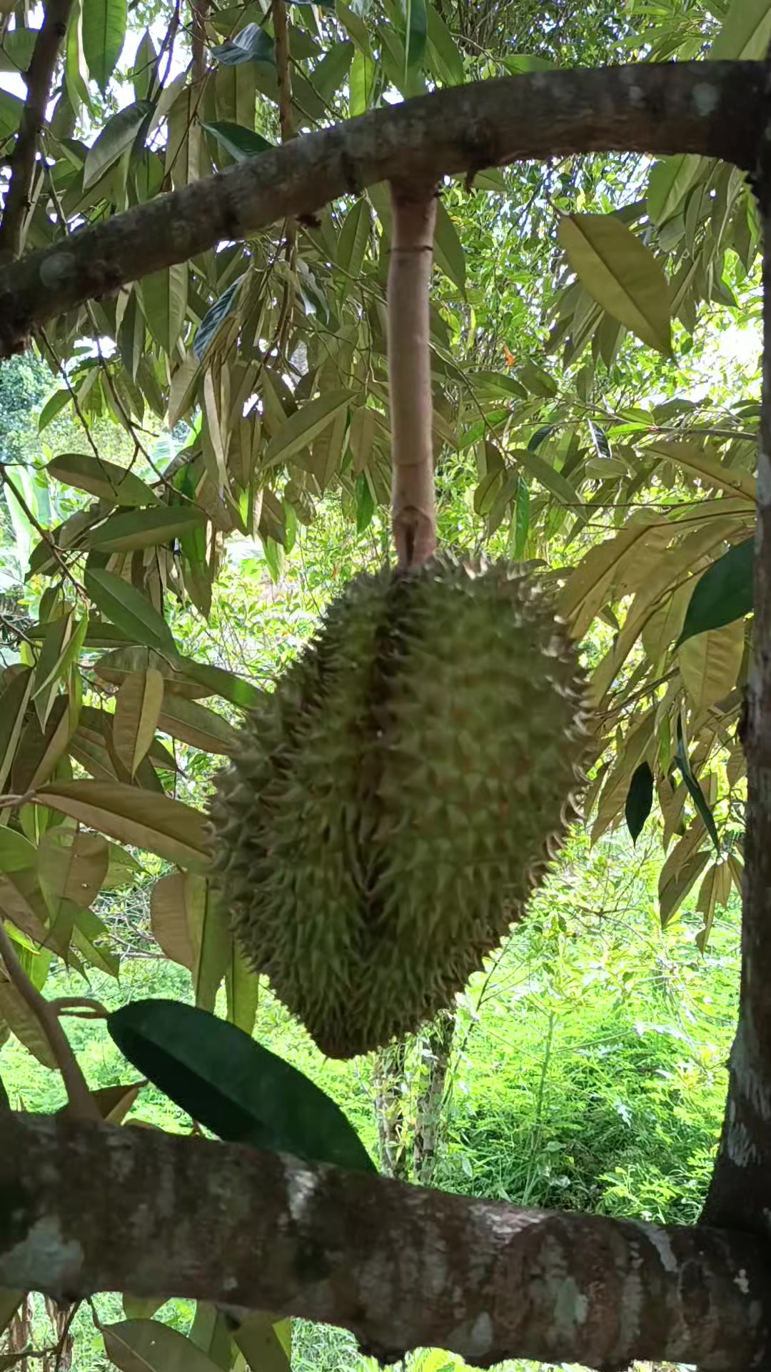 @𝗬𝘂𝘀𝘂𝗳 𝗟𝗮𝘁𝗶𝗲𝗳