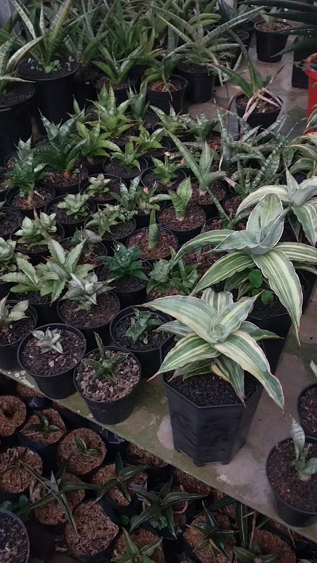 @AmeNursery