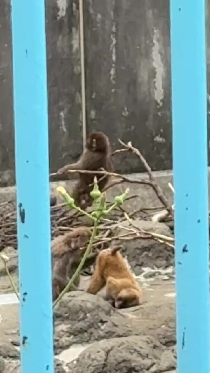 @✨パンチ🐵PUNCH👊✨