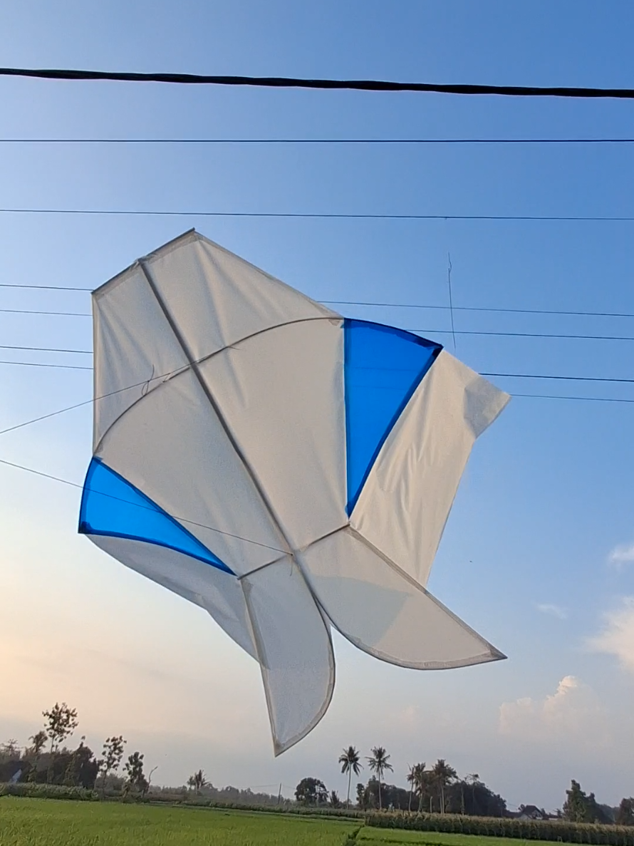 @daffin kite store