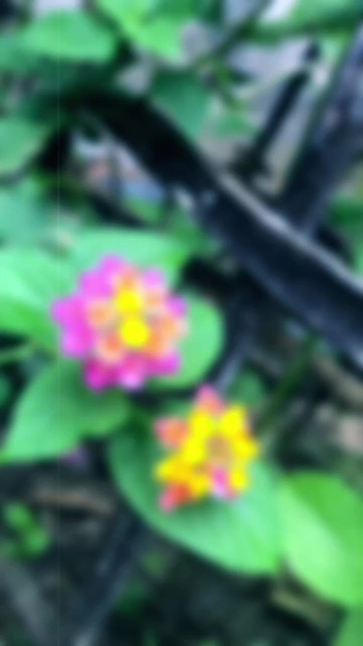 @Shipa 🥰🥰