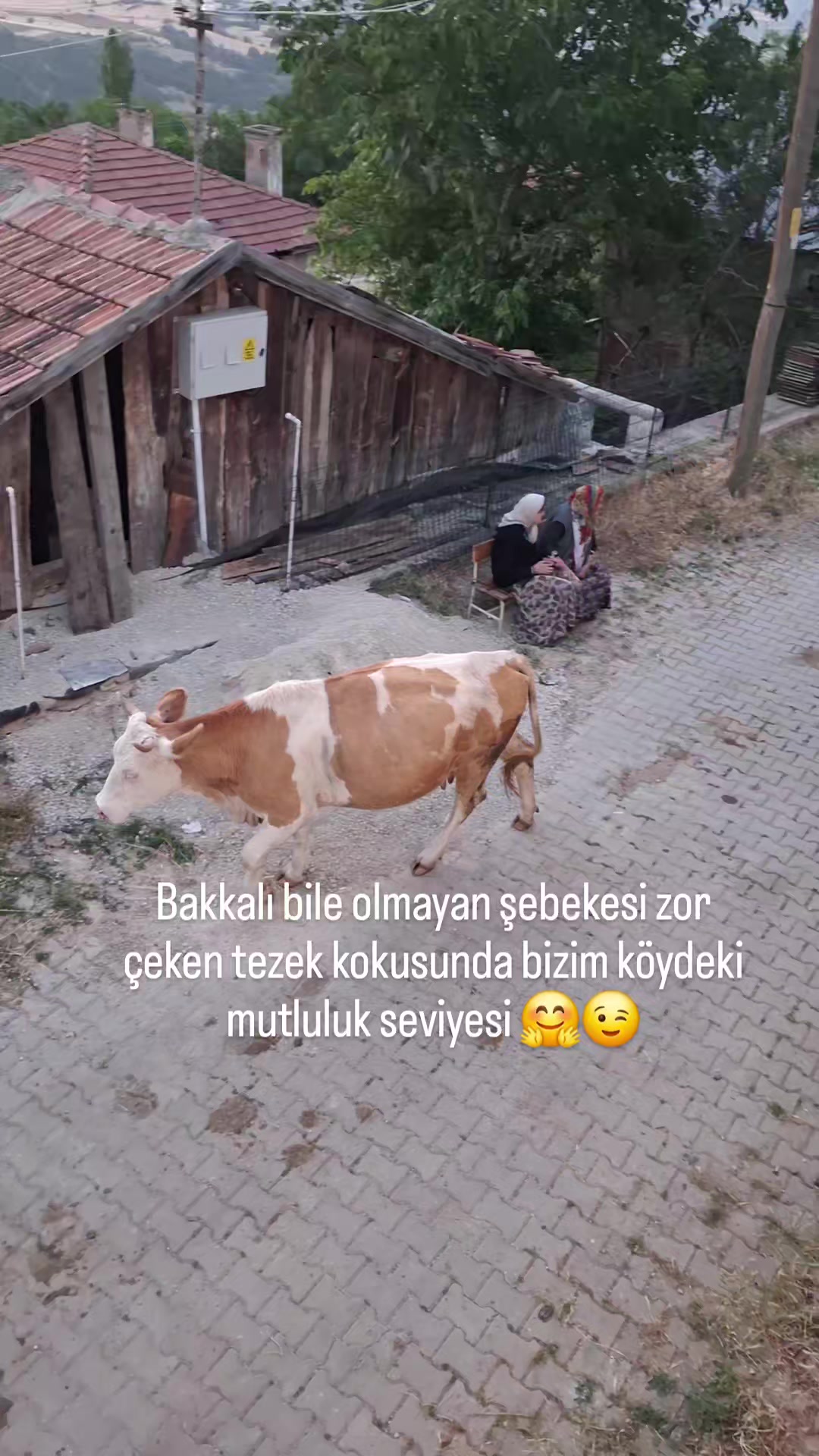 @ozi