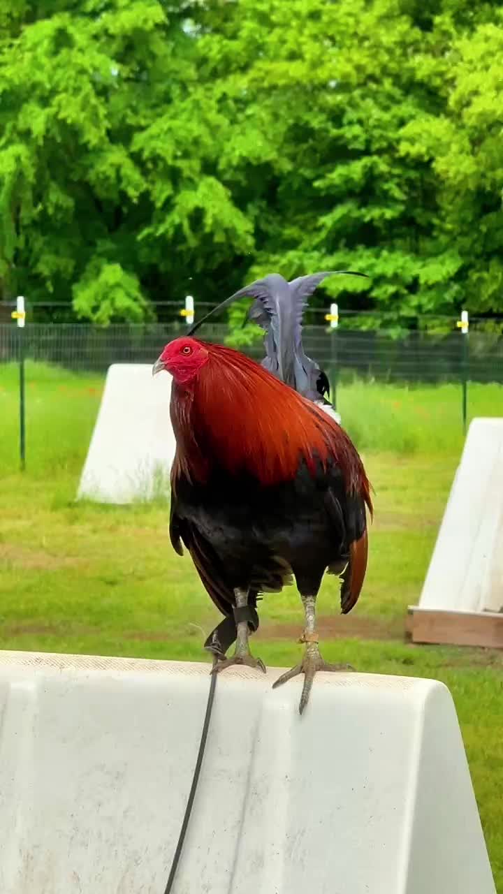 @Quốc Bảo ( baosting)