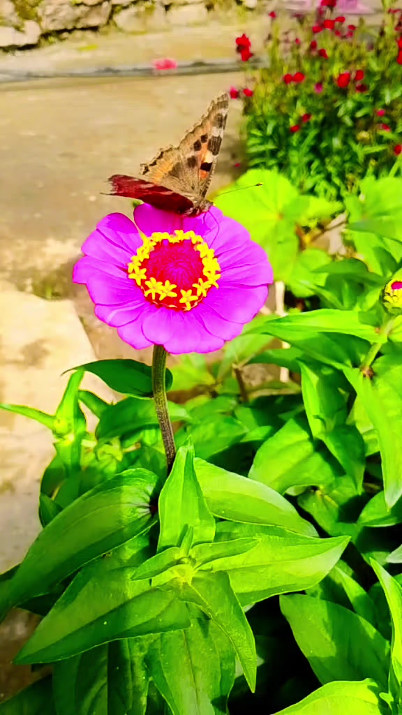 @Amrita Adhikari
