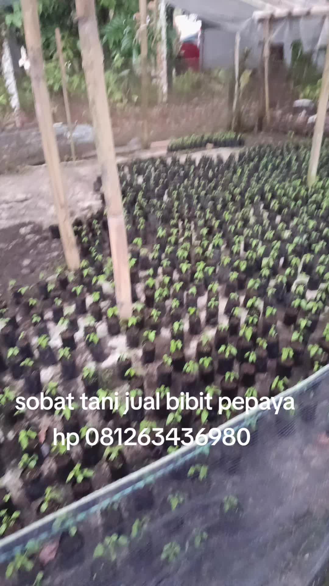 @Syafrizal , tanjuang