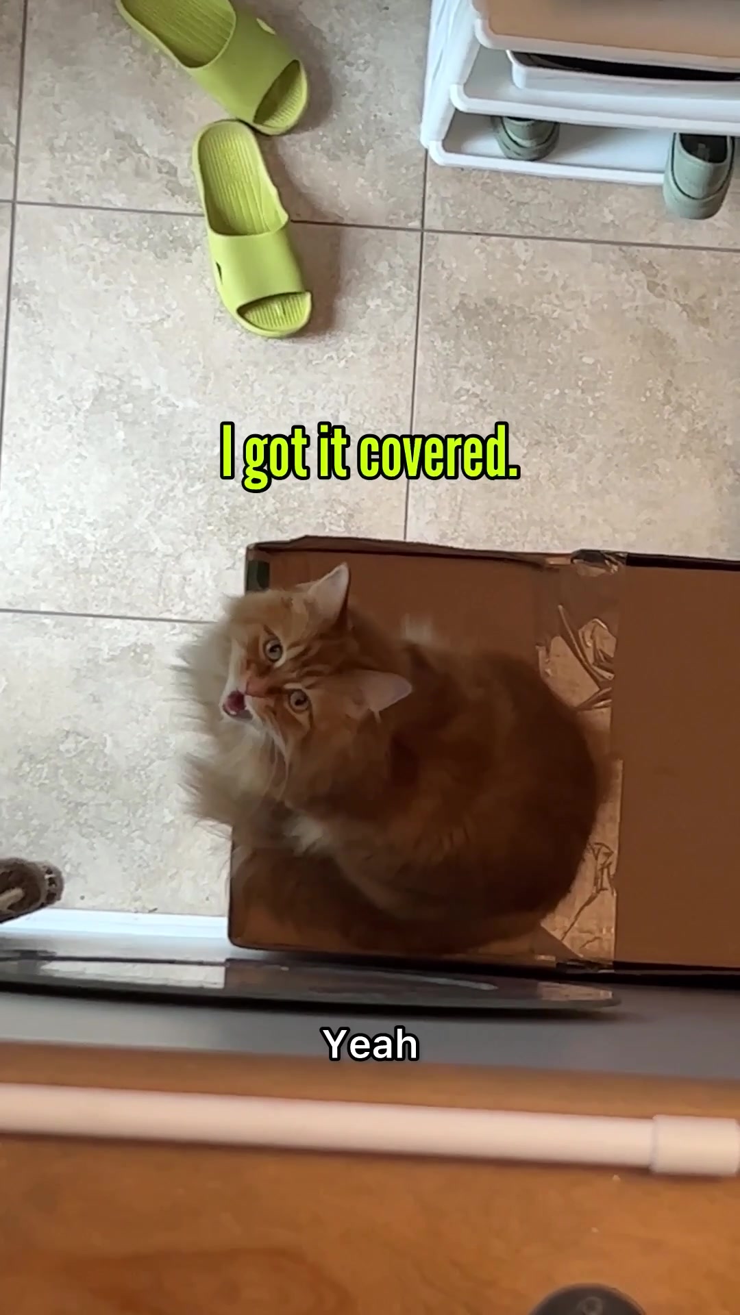@The Oreo Cat