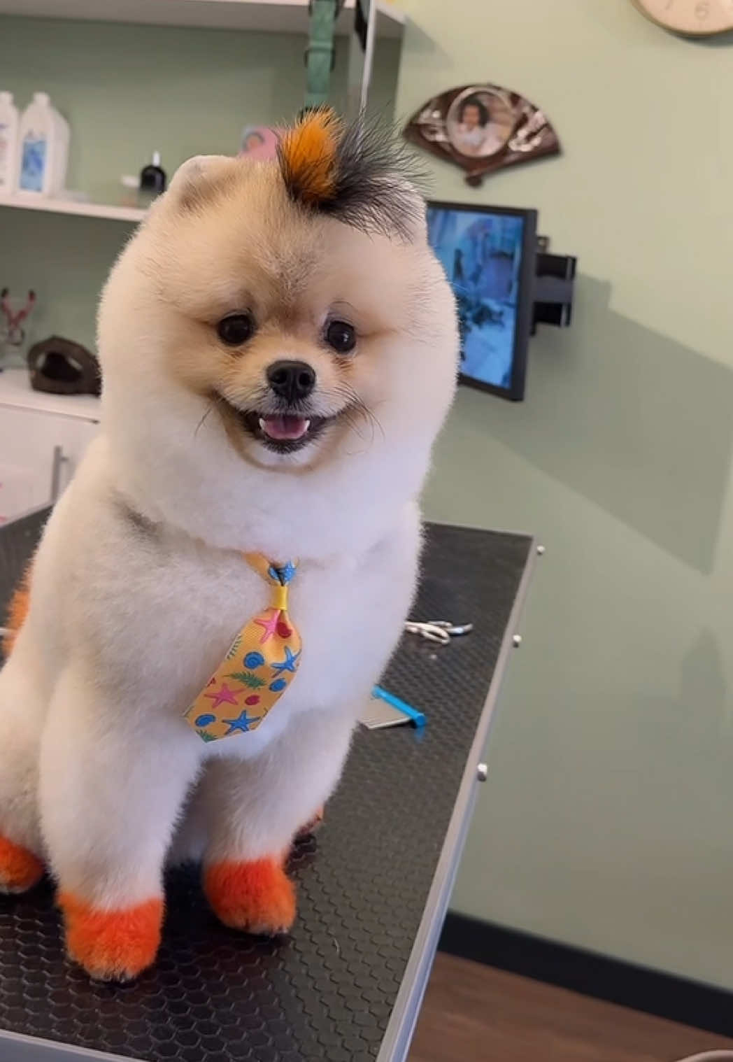 @@petstylistt