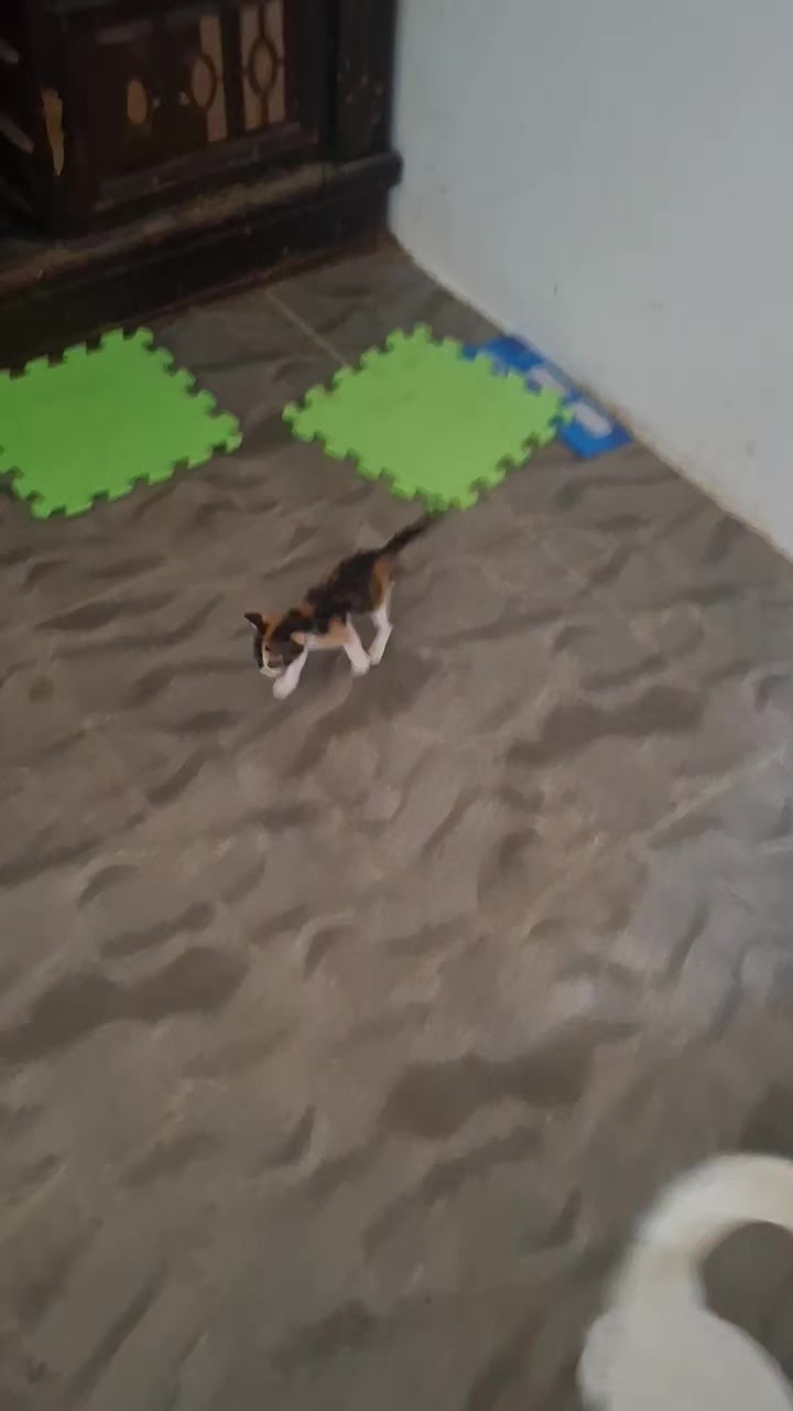 @mylharescues