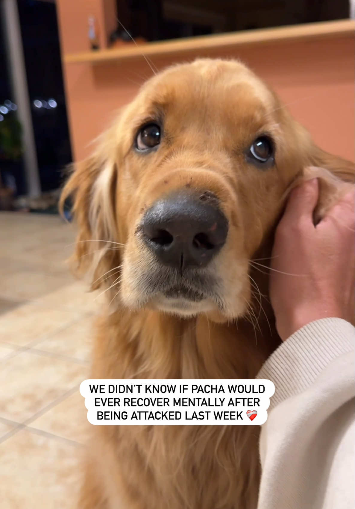 @Pacha and Bucket the Goldens