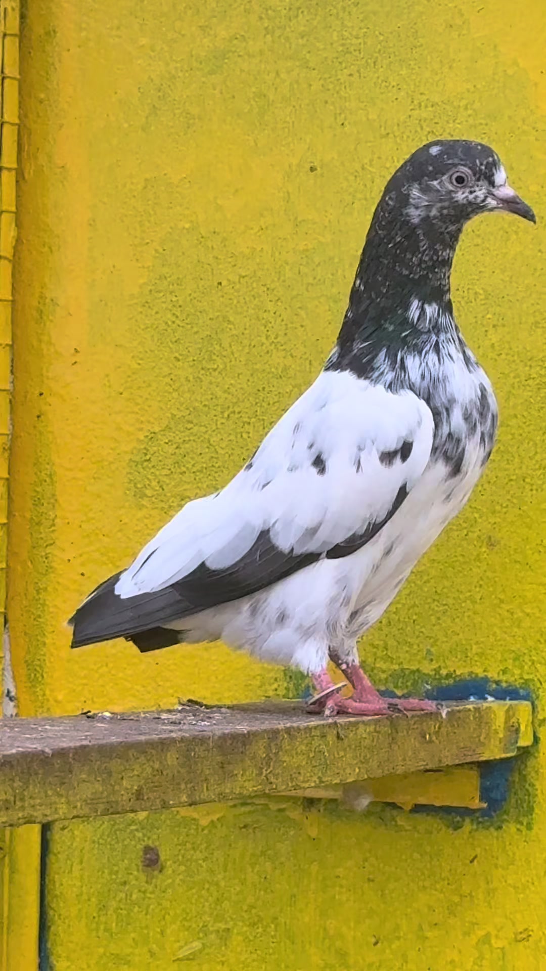 @Aero Pigeons Club
