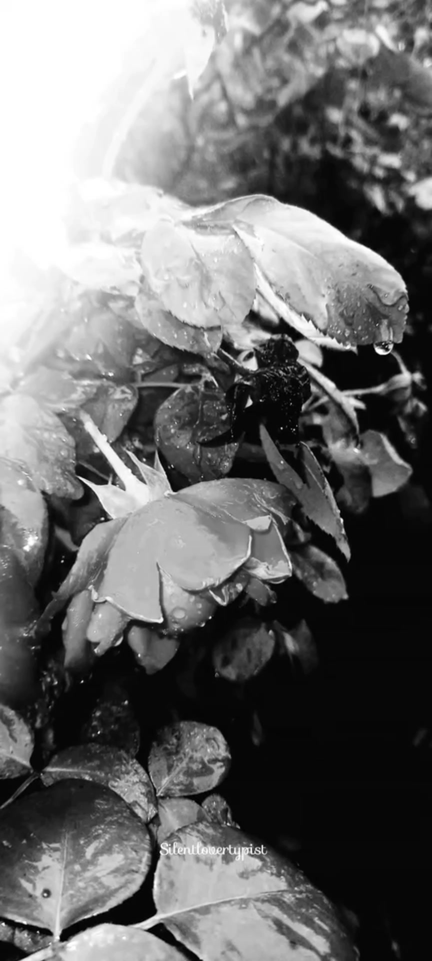 @Silentlovertypist