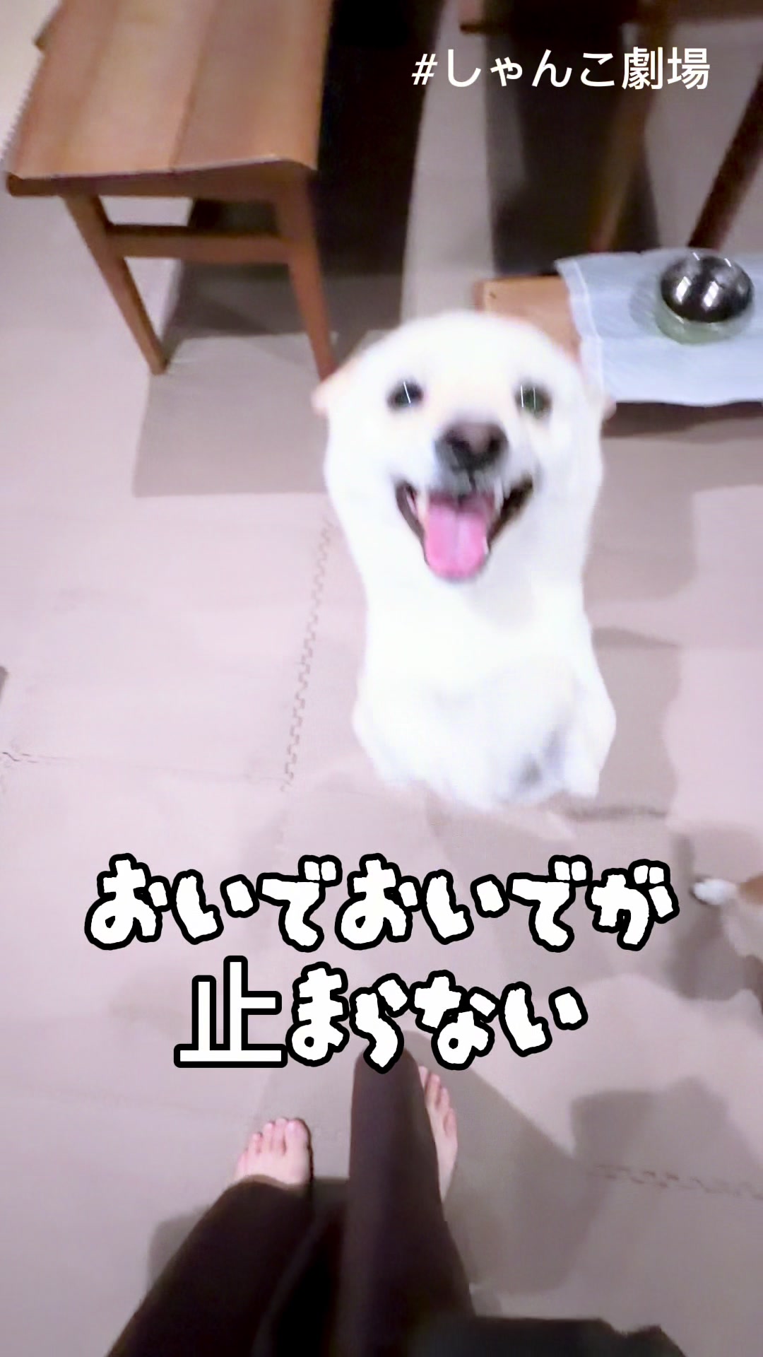 @こまめとしばーず🐾